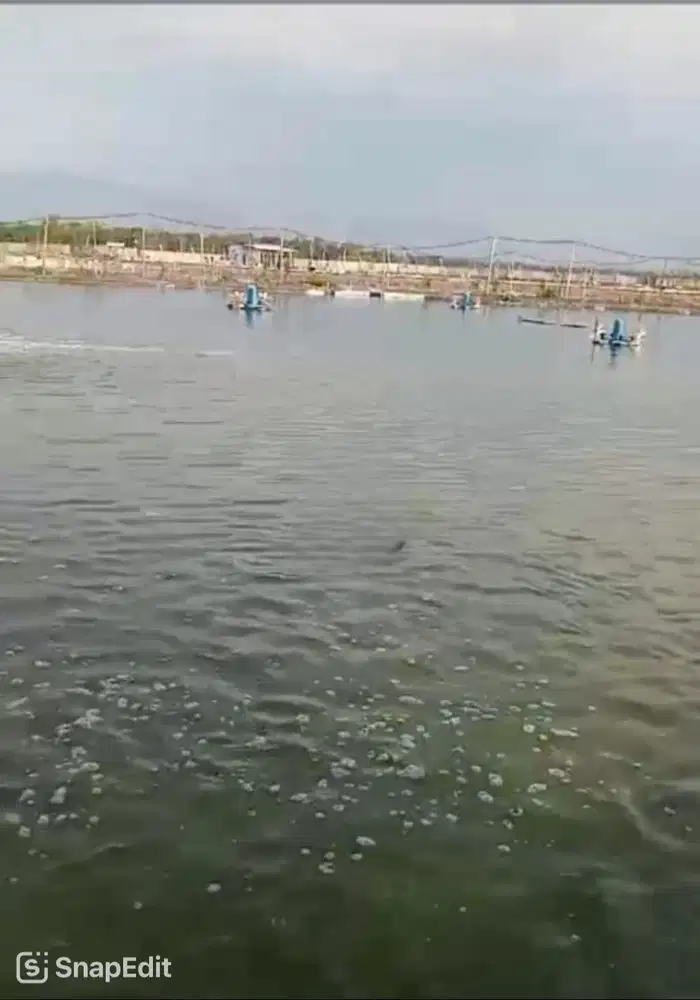 DIJUAL TAMBAK DI KRAKSAAN PROBOLINGGO! LOKASI SUPER BAGUS!