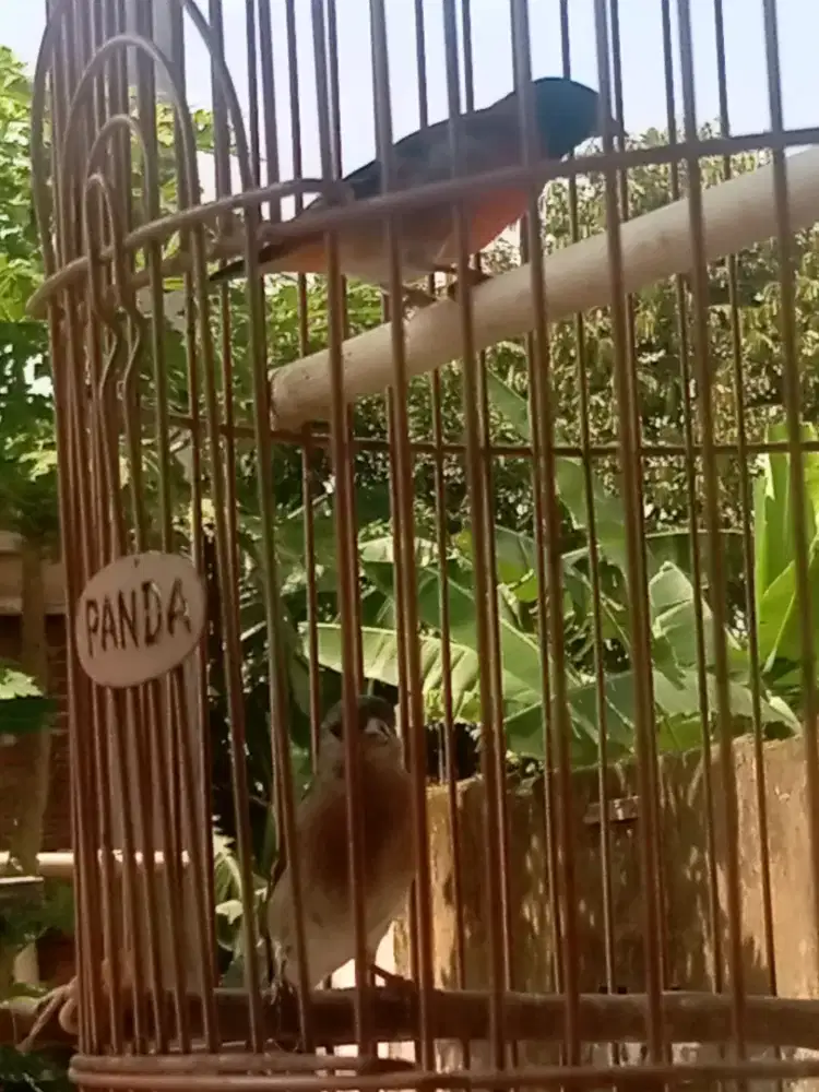 sepasang Red siskin clasik