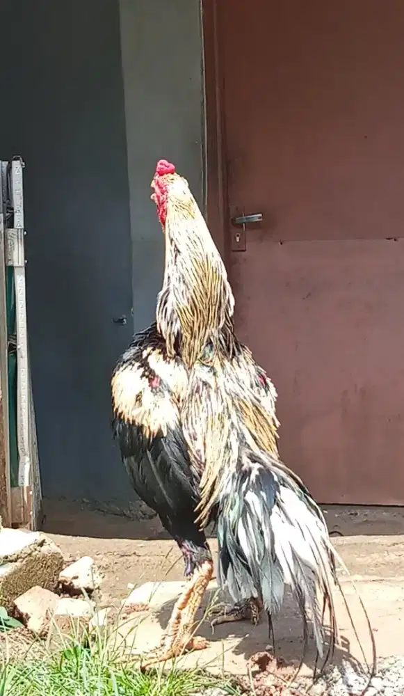 Ayam Bangkok klasik sisik buaya