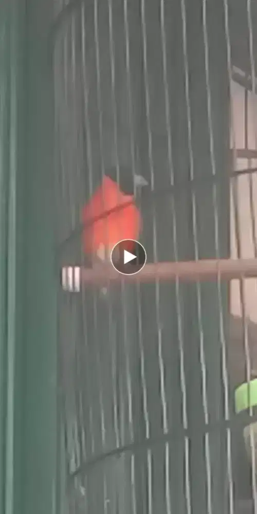 Redsiskin klasik jantan rajin bgt