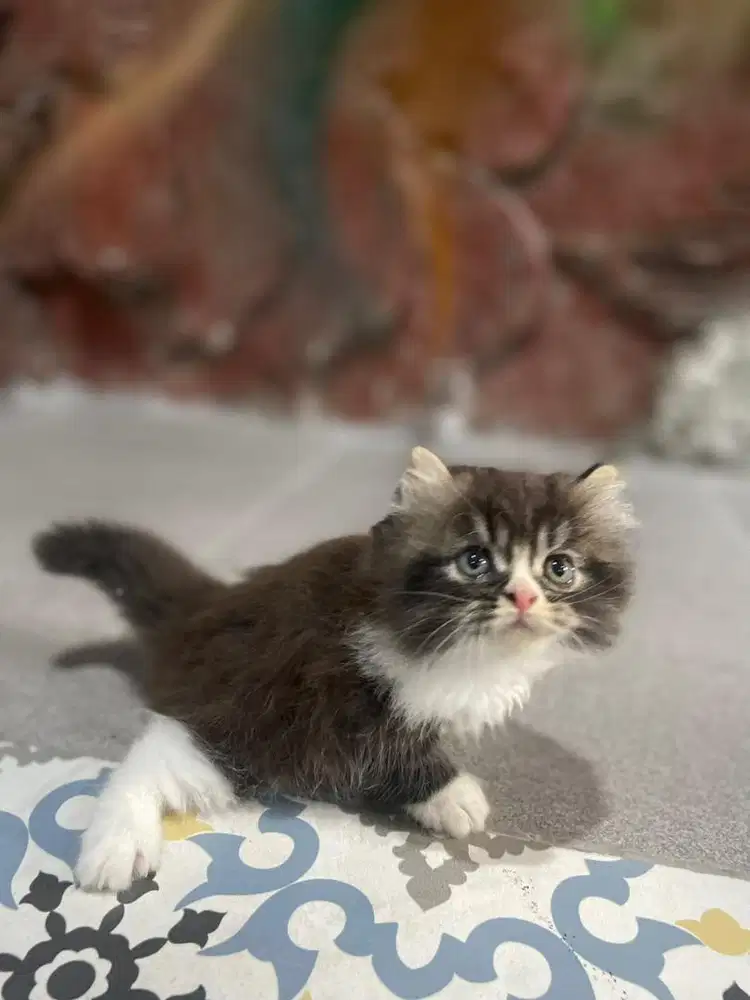 Kucing Persia Kitten
