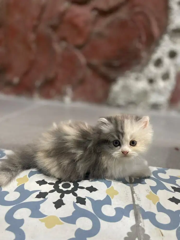 Kucing Persia Kitten