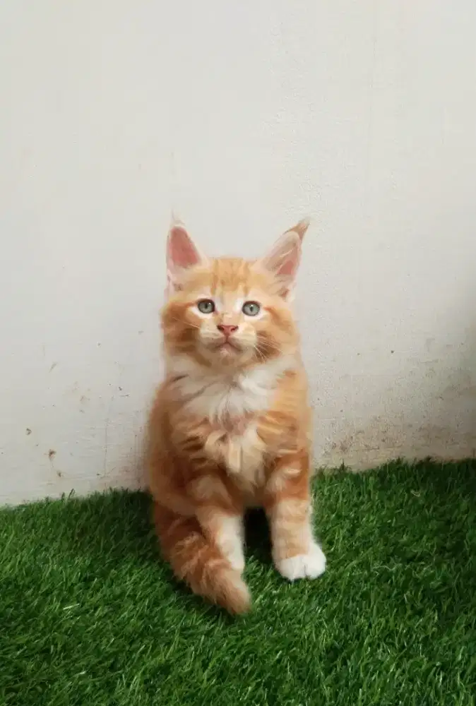 Kitten Mainecoon Jantan Pure No mix. Induk Ped Cfa Maine coon