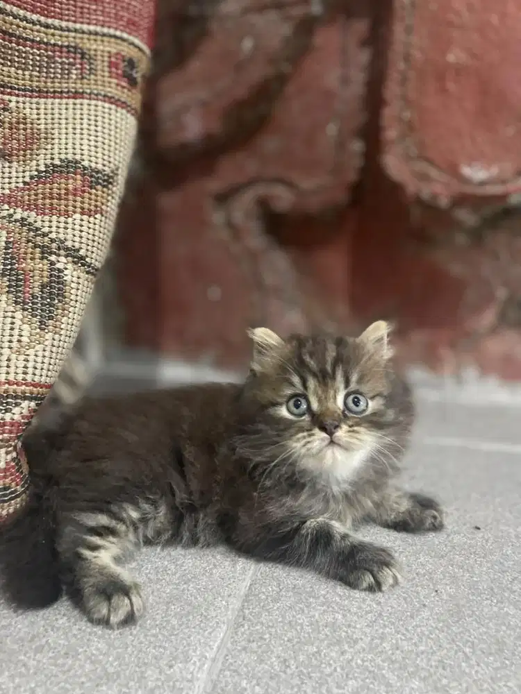 Kucing Persia Kitten