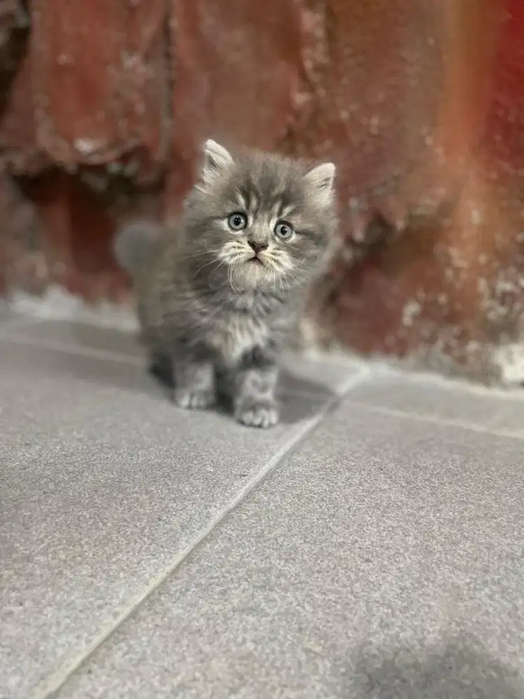 Kucing Persia Kitten