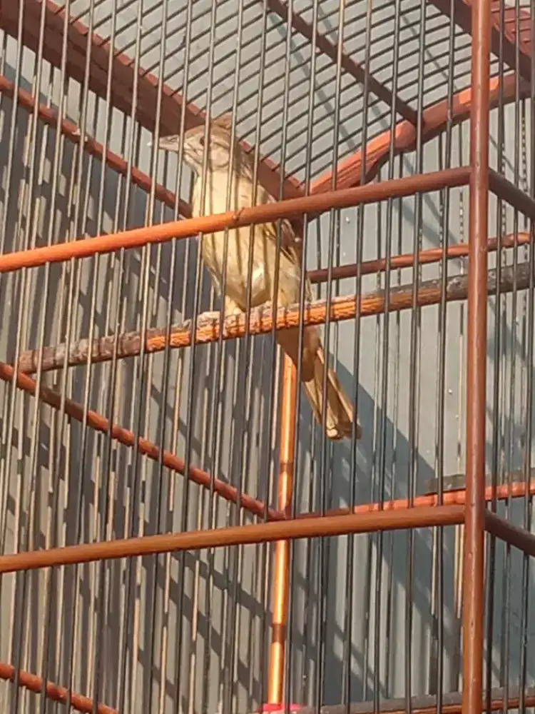 Sangkar kapas tembak isian