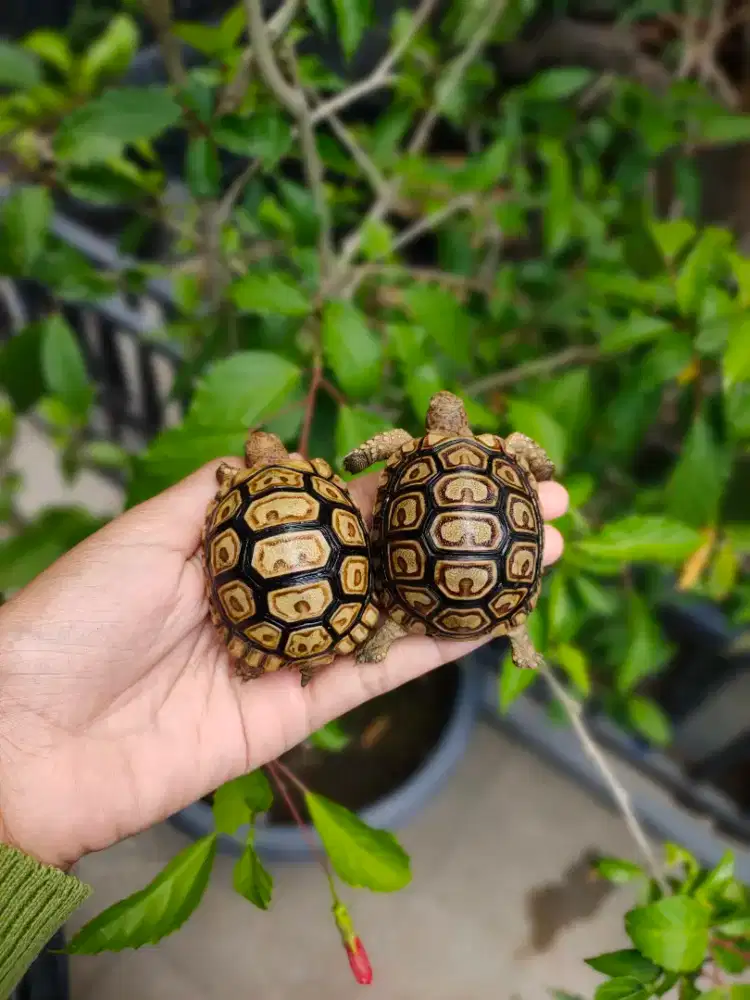 Pardalis Baby 5,3-5,8cm sehat makan rakus bukan Sulcata