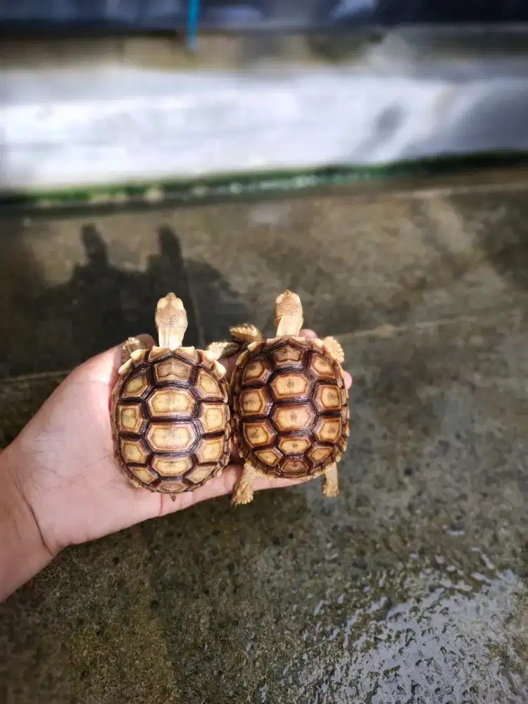 sulcata 8cm BUKAN pardalis, kuku lengkap hidung plong