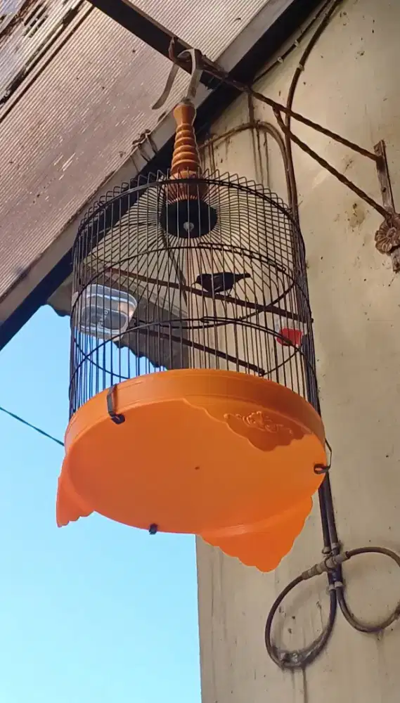 Konin gacor volume kenceng