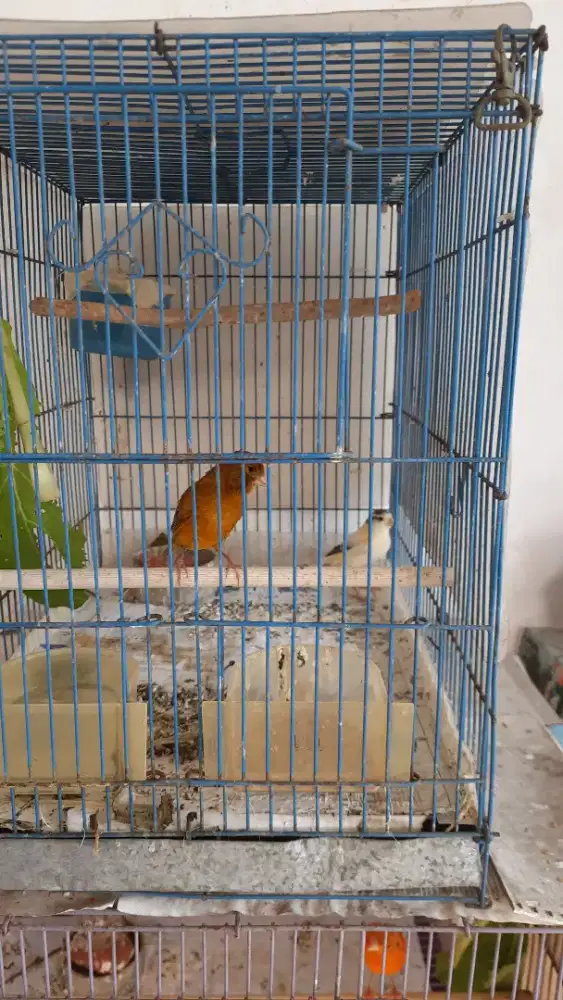 Jual burung kenari