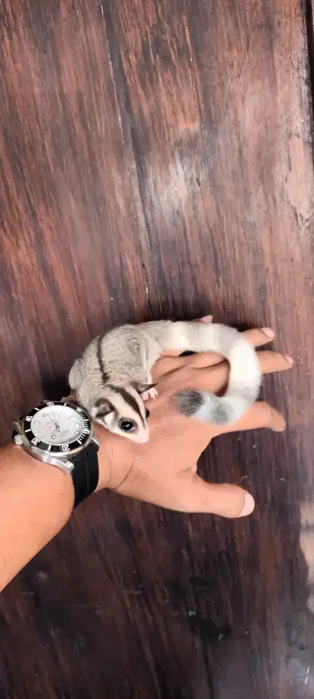 Sugar glider ringtail