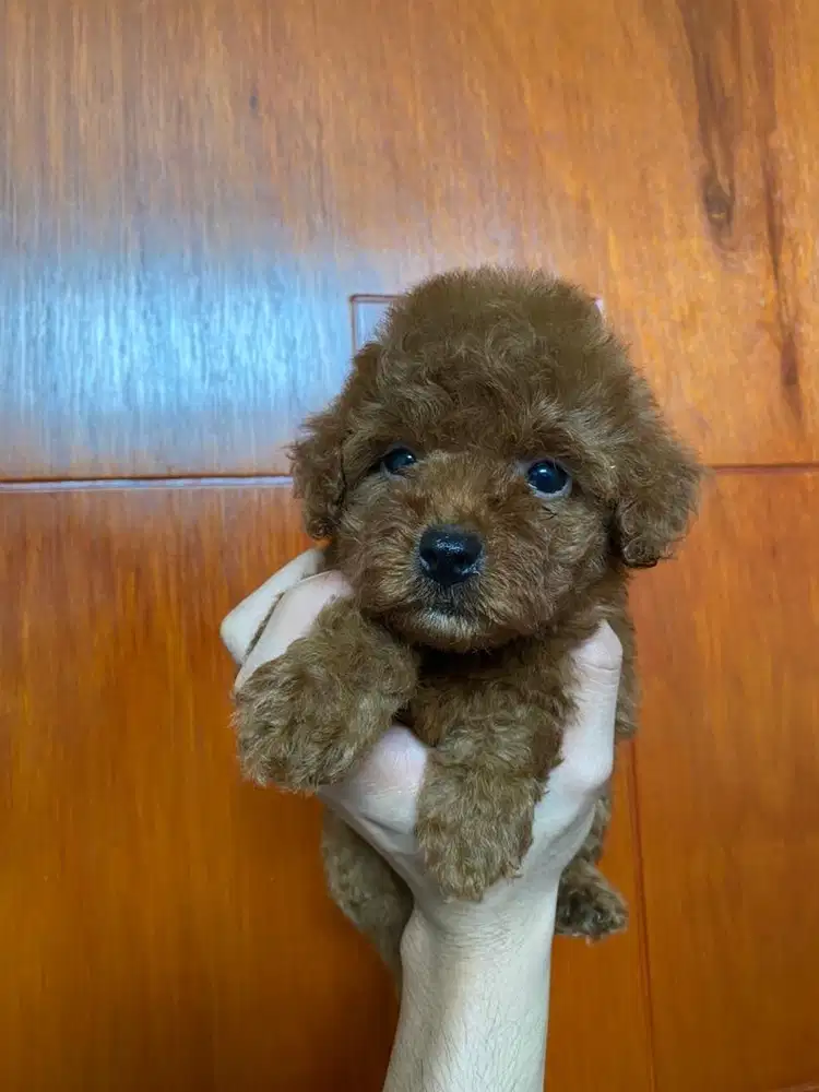 tiny poodle betina