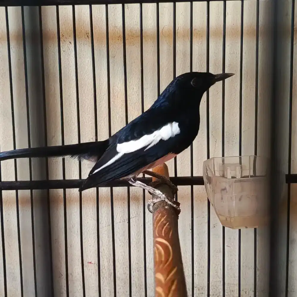 burung kacer onflire