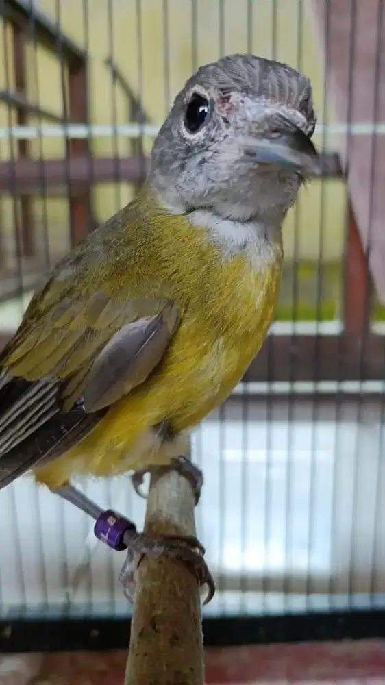 Burung samyong jantan trotol