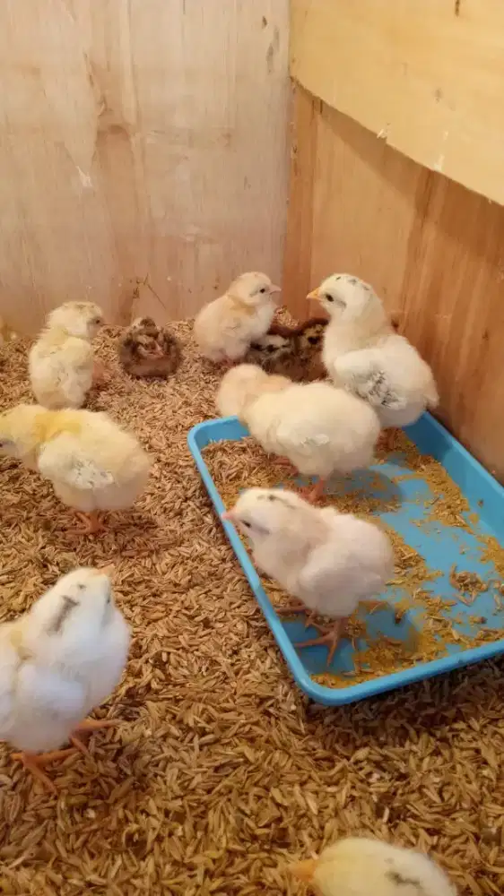 Doc elba petelur unggul