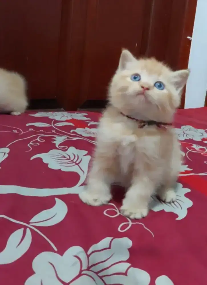 BSH Red Orange Line Ped