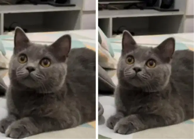 Kucing kitten British shorthair female gembul bluesolid