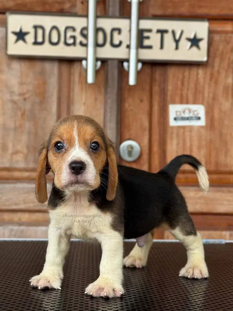 Beagle Puppy Lucu, Si Kecil Ceria dan Setia!