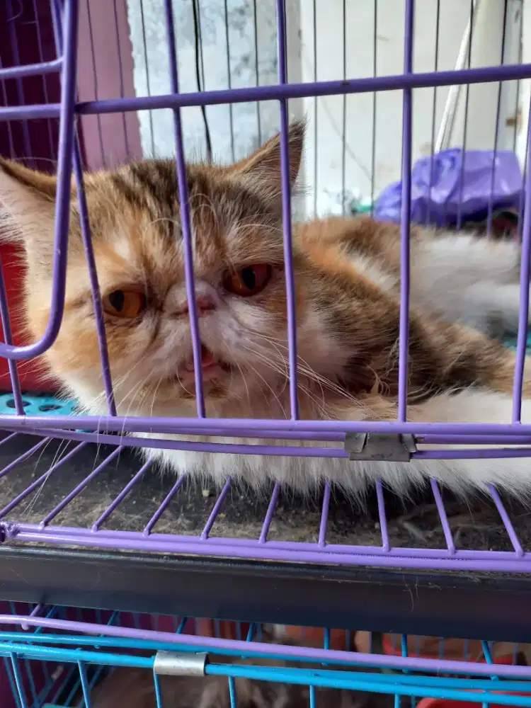 Peaknose Exo Calico Betina Bagus