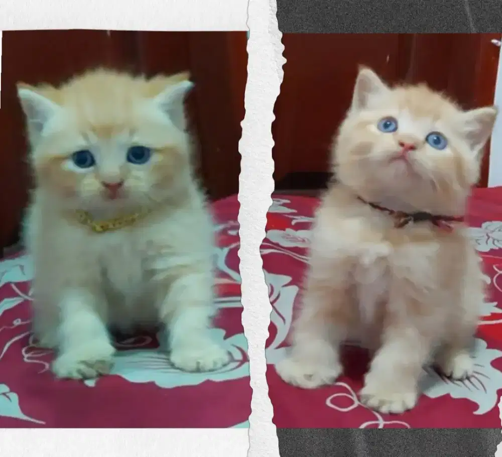 Sepasang BSH Bico Red Line Ped