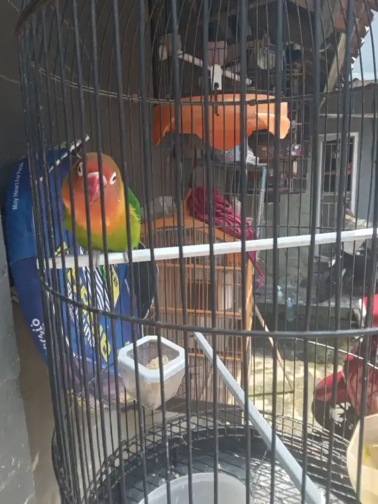 Burung lovebird warna ijo beti sama kandang