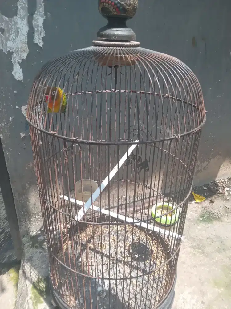 Burung lovebird josan jantan sama kandang