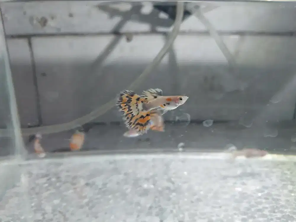 Ikan guppy japan blue red mozaik ekor lebar