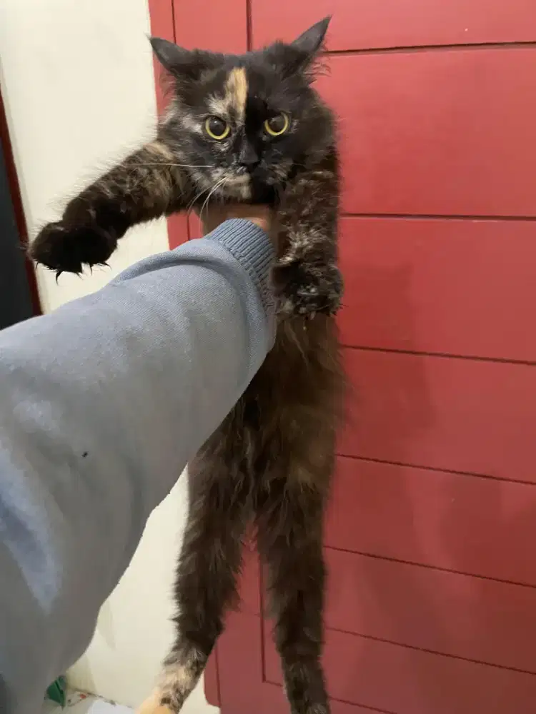 Persia mix mainecoon