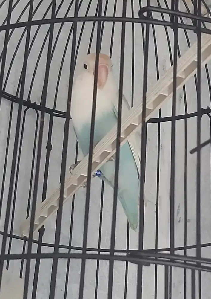 Lovebird Pastel Biru Clink