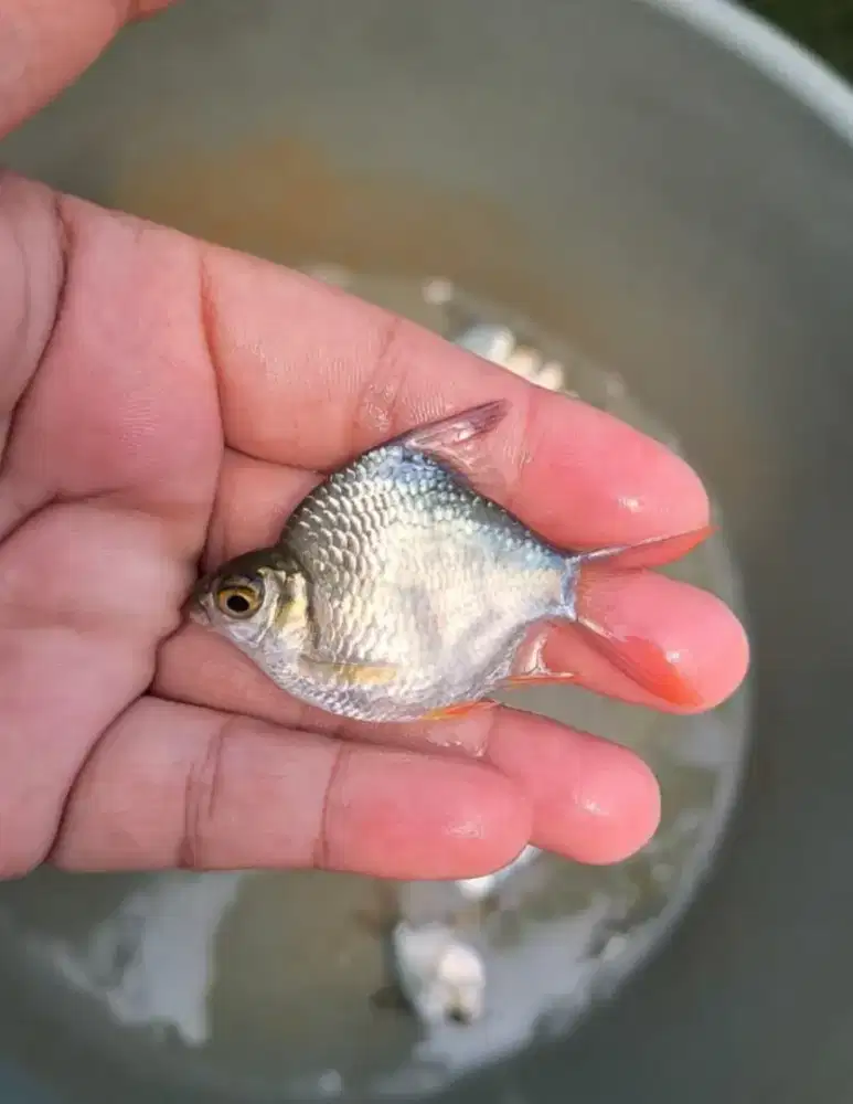 Kaviat Green SB semi KING