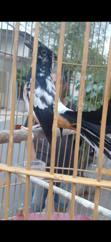 Murai jantan Blorok full extreme