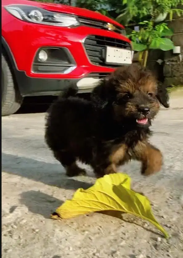 Poodle wiith certificate