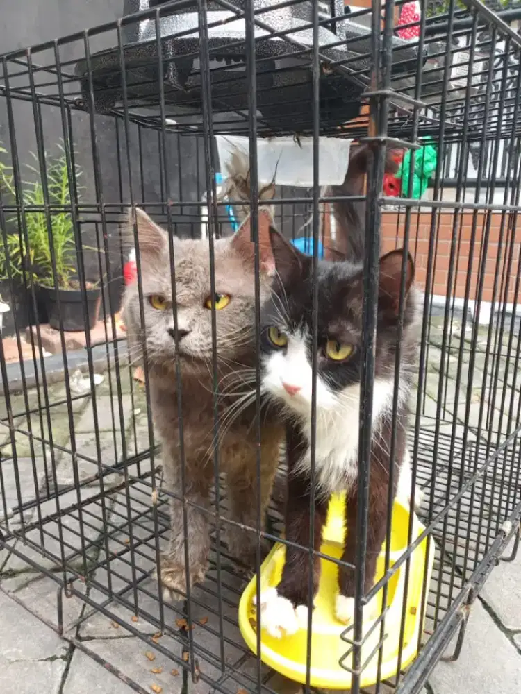 Persia sepasang ganti pakan aja