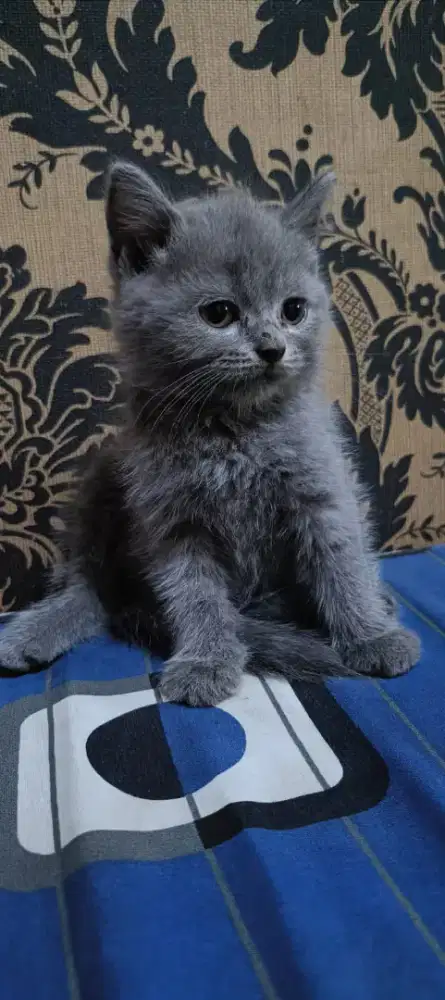 kitten british bsh jantan