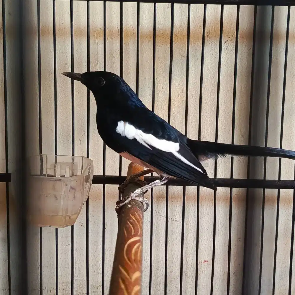 burung kacer poci PNS