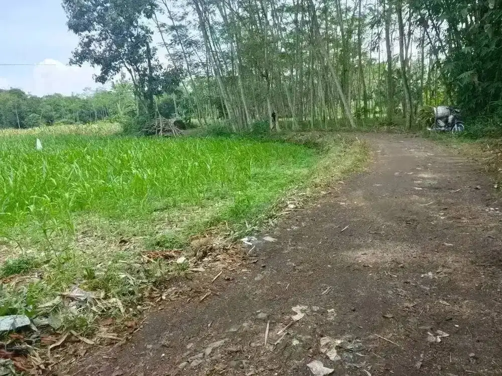 Sawah Dekat Kampus Dekat Perumahan