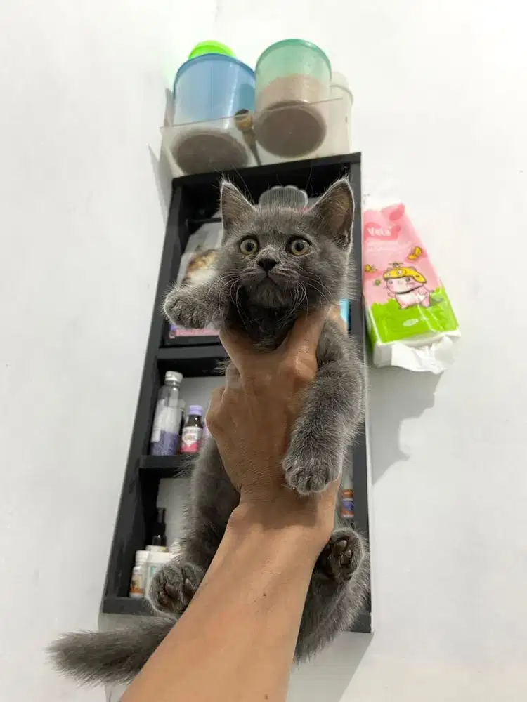 BSH X MUNCHKIN Kitten