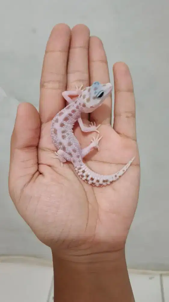 Leopard Gecko White and Yellow Macksnow
Tremper ph Raptor
