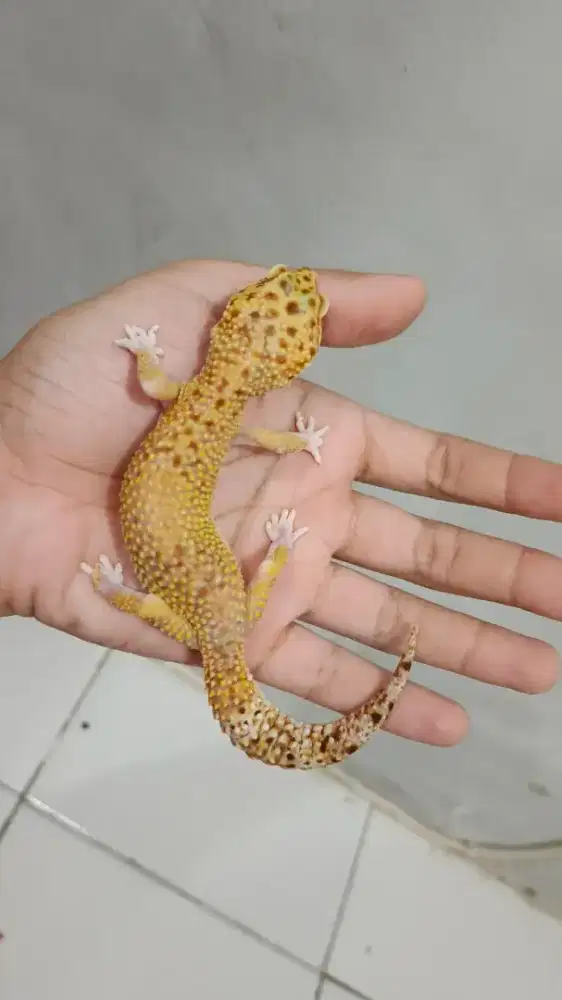 Leopard Gecko Raptor Poss WY