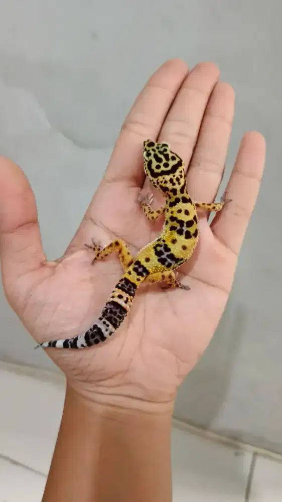 Leopard Gecko Macksnow Blacknight Cross