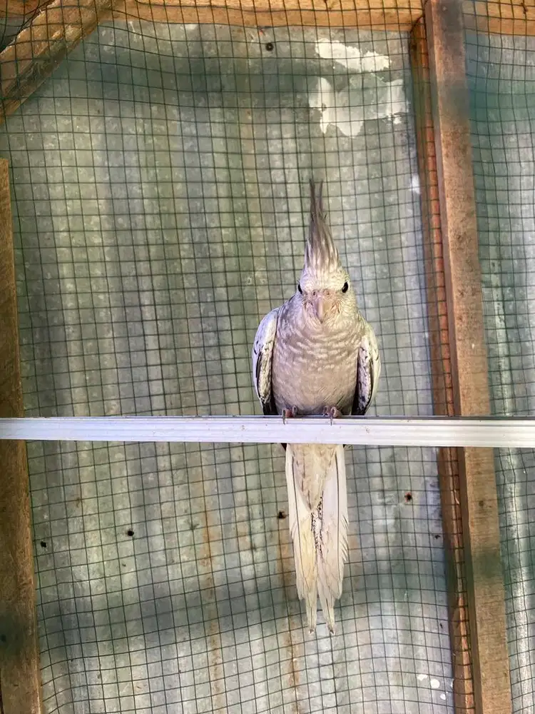 Cockatiel Parkit Australia Falk (WF)