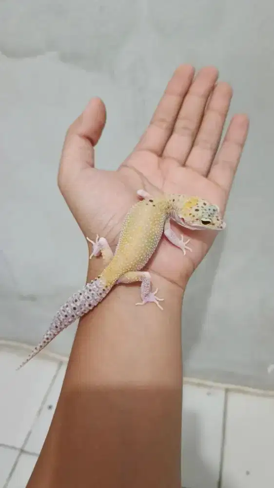 Lepard Gecko Macksnow Eclipse Enigma