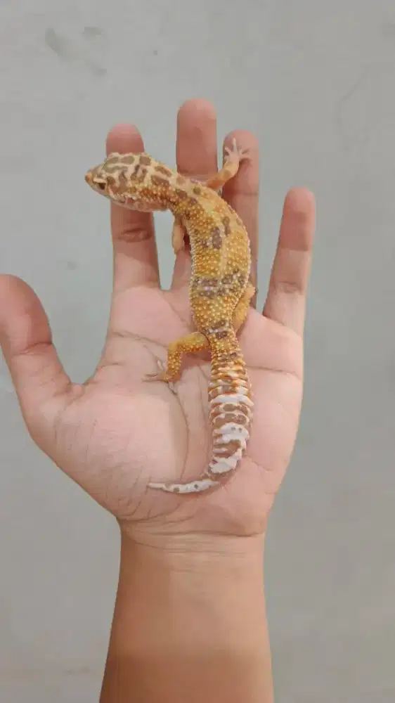 Leopard Gecko Tremper Albino