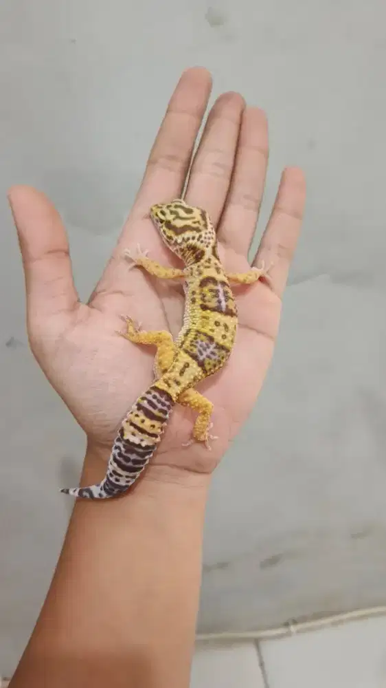 Leopard Gecko Tremper Tangerine