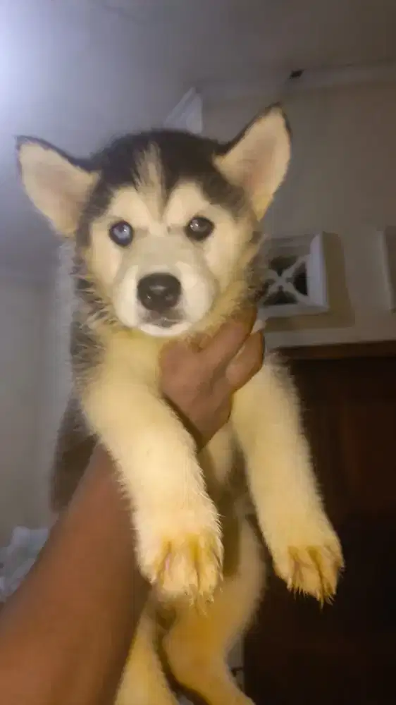 Siberian Husky Usia 1,5 Bln Kwalitas Bagus