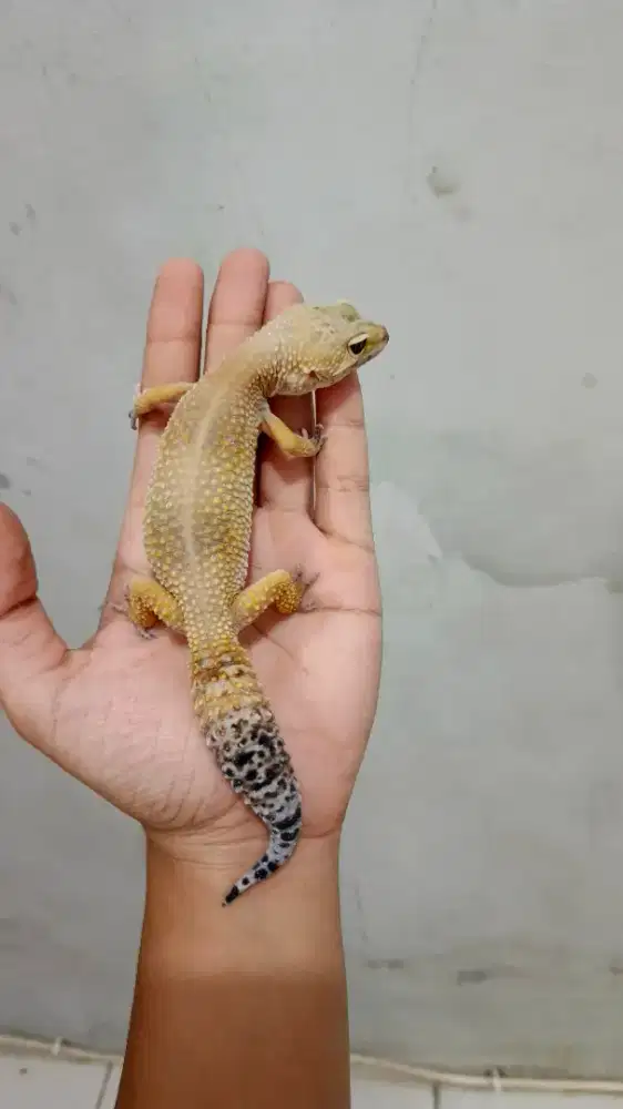 Leopard Gecko Jumbo