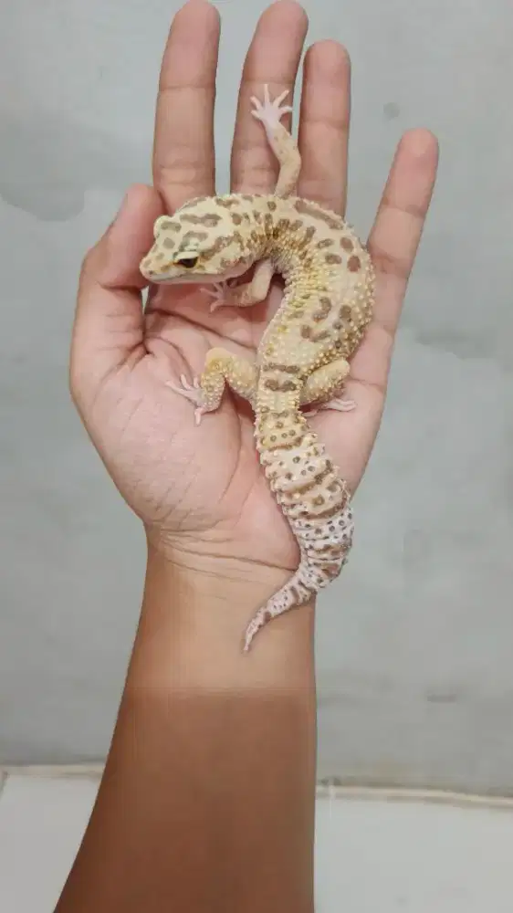 Leopard Gecko Gendong Telur