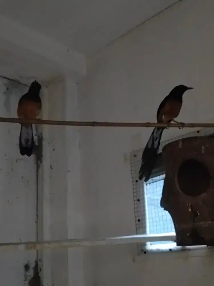 Jual murah sepasang siap buat ATM bonus kandang ya angkut dah