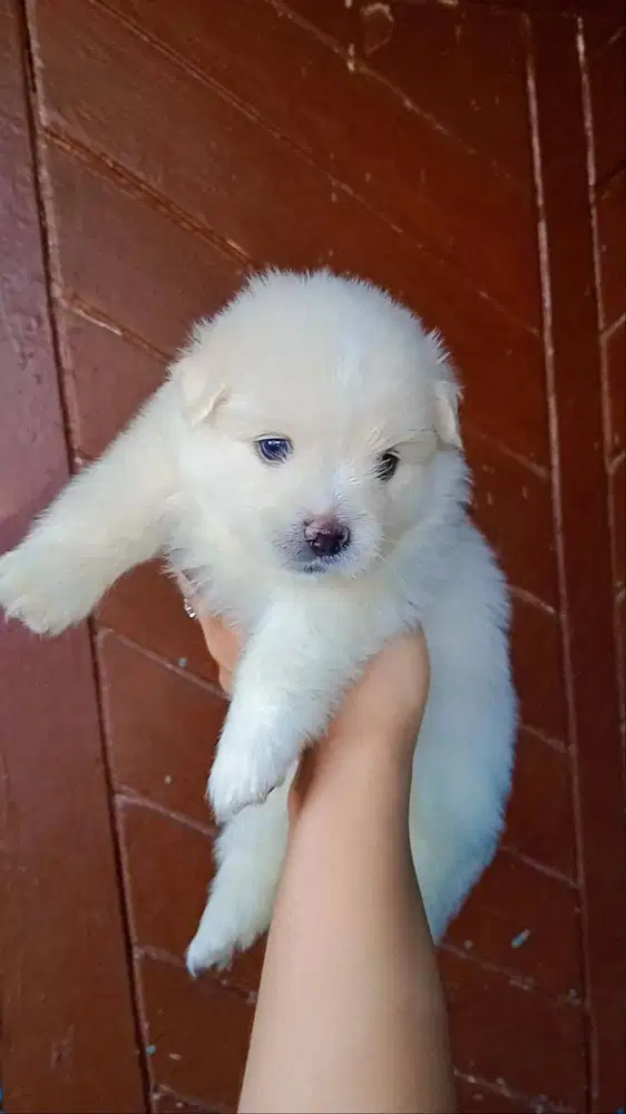 JUAL ANAK ANJING MALTESE