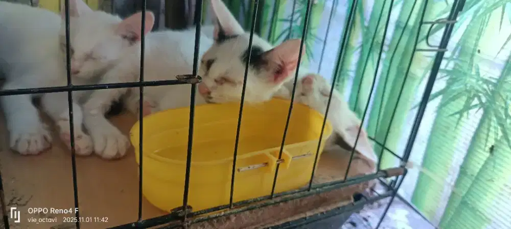 Free adopsi stray cat